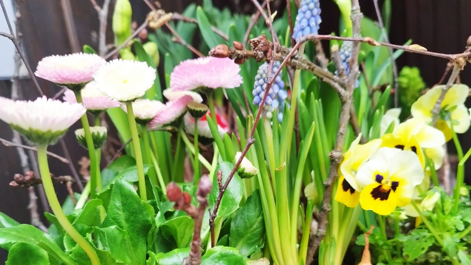 Variantenreiche Frühlingsblumen mit Zwiebeln und Moos inszeniert.