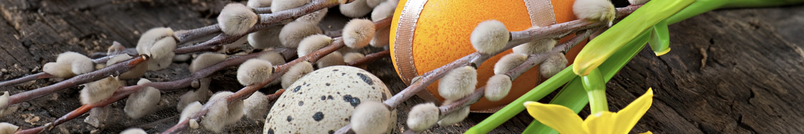 Ostereier, Weidenkätzchen, Narzissen und ein Wachtelei auf Holz.