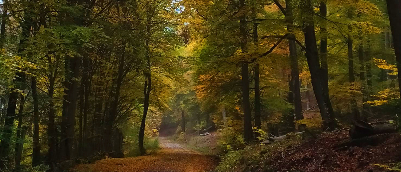 Waldweg im Herbst, flankiert von farbenfrohem Laub in Grün, Gold und Orange.