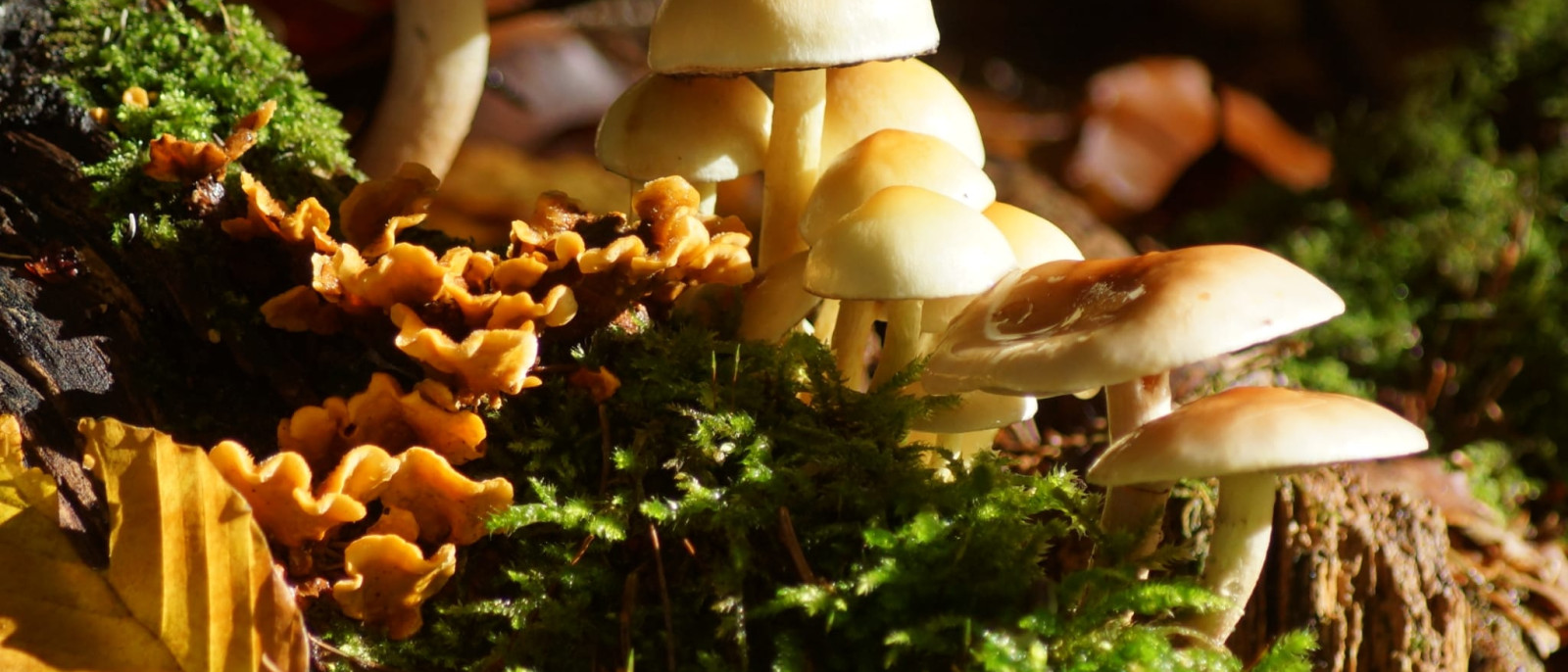 Gruppe von Pilzen auf einem mit Moos bedeckten Baumstamm mit herbstlichen Blättern.