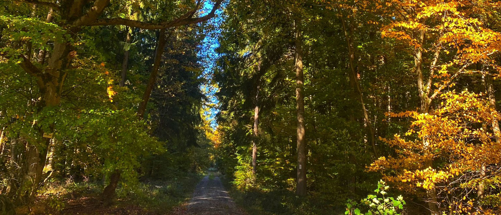Ein Waldweg im Herbst mit bunten Bäumen und blauem Himmel.