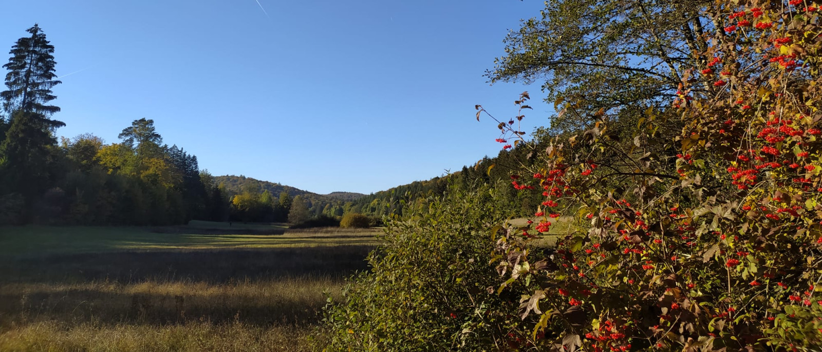 Landschaft im Herbst mit bunten Blättern, blauem Himmel und grüner Wiese.