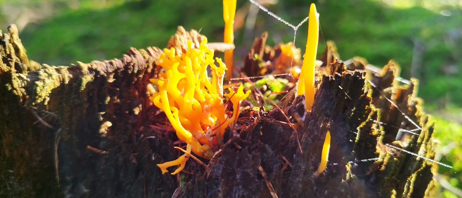 Orange Pilze auf einem Baumstumpf in einem grünen, beleuchteten Wald.