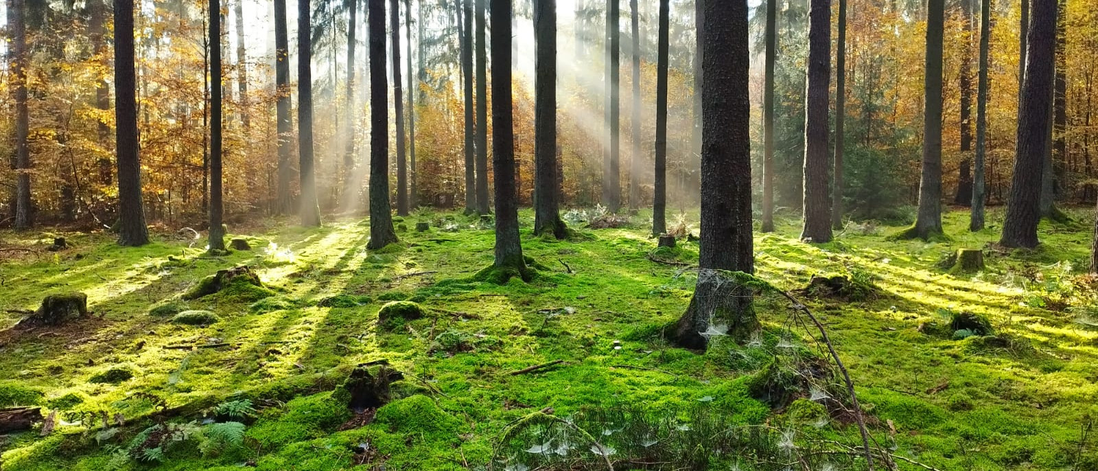 Sonnenstrahlen dringen durch Bäume in einem Wald und erhellen den moosbedeckten Boden.