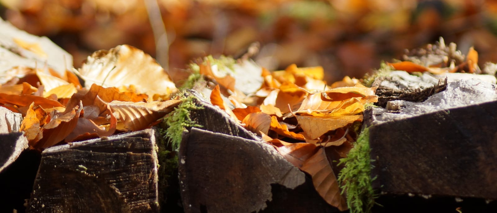 Gefallene Herbstblätter auf einem Holzstapel im Wald, mit Moos auf dem Holz.