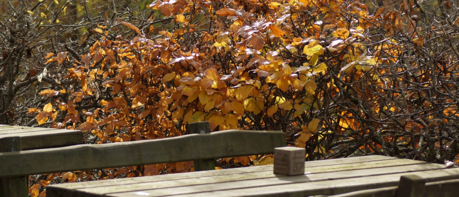 Holztische und Bänke vor buntem Herbstlaub.