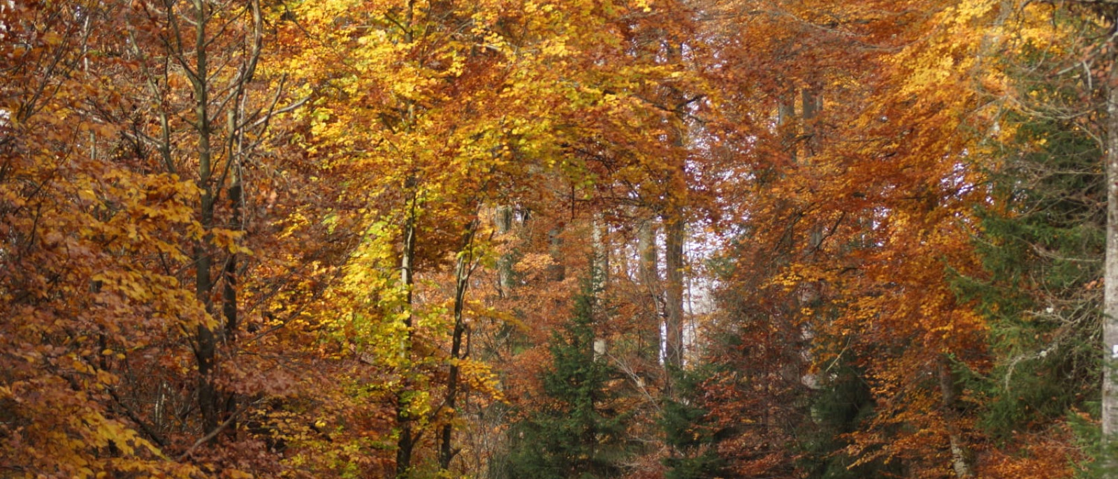 Ein Wald im Herbst mit bunten Blättern und einem Baumstamm auf dem Weg.