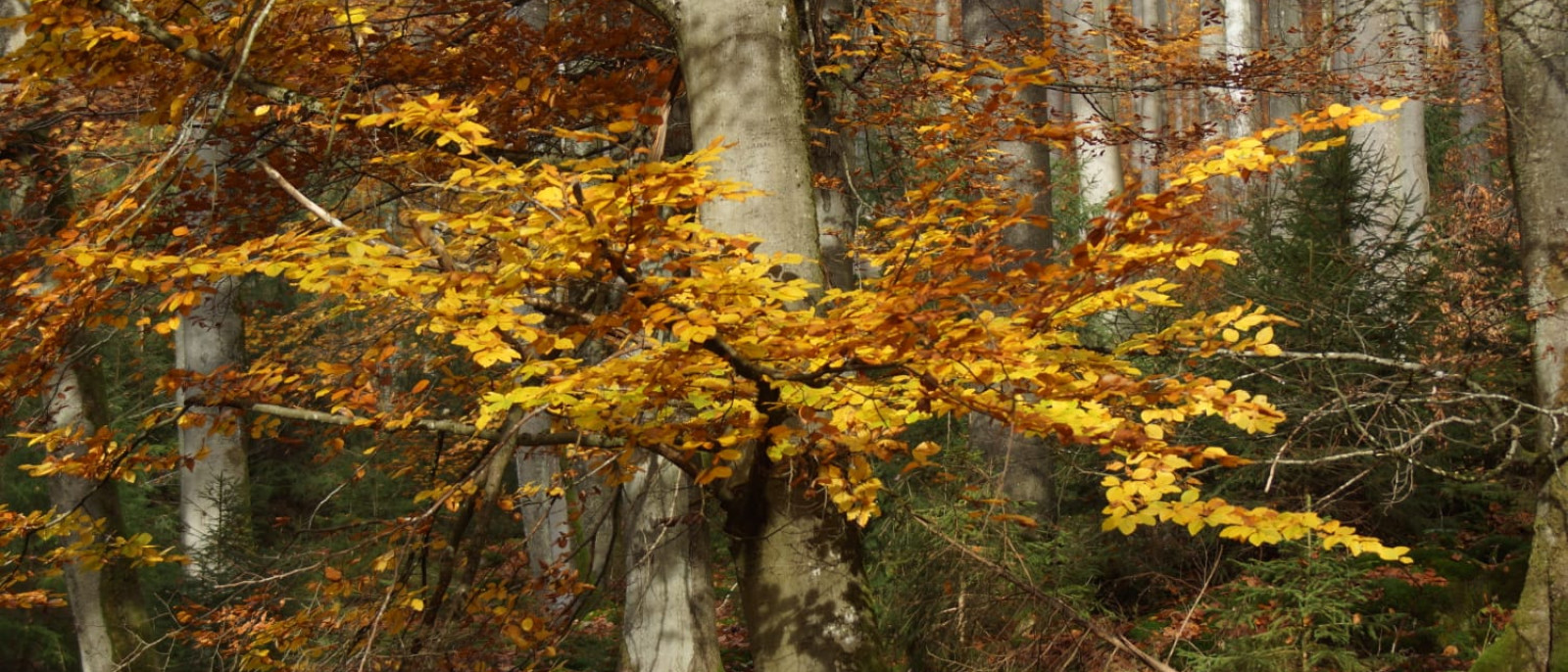 Waldszene mit herbstlichen Bäumen und bunten Blättern, gelb und orange leuchtende Blätter.