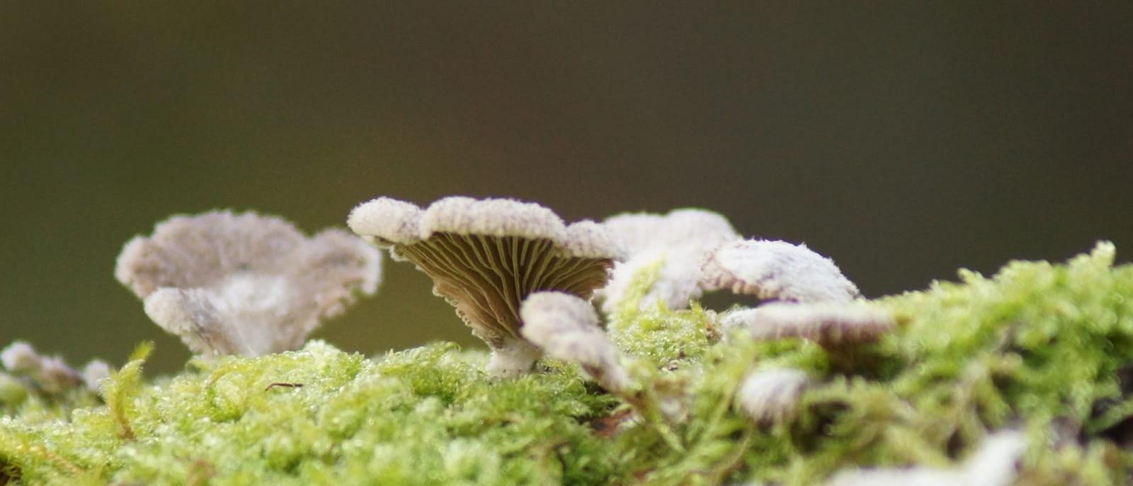 Nahaufnahme von kleinen Pilzen auf einem mit Moos bedeckten Baumstamm vor unscharfem Hintergrund.