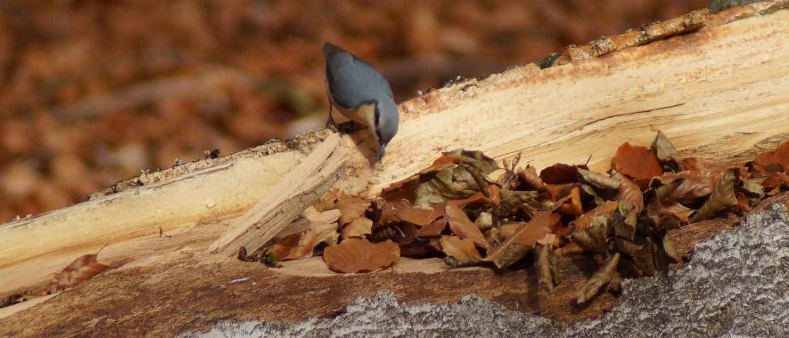 Ein Kleiber auf einem Baumstamm mit Herbstblättern im Hintergrund.