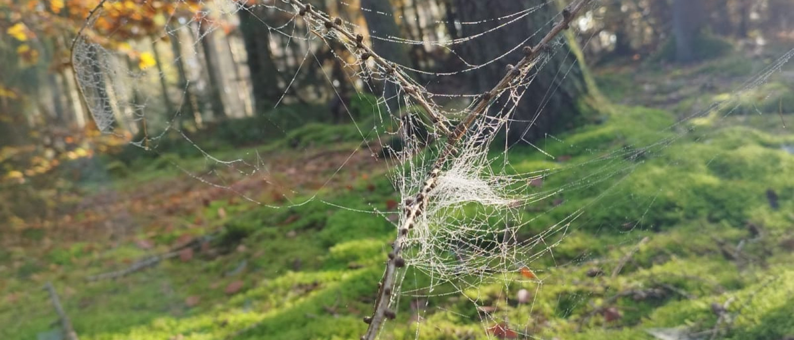 Spinnennetz auf einem Zweig über moosigem Boden im Wald, von Sonnenlicht beleuchtet.