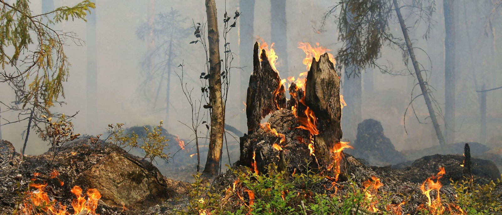 Ein brennender Baumstumpf und Vegetation in einem rauchigen Waldbrandgebiet.